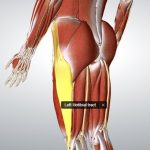 Pasmo biodrowo-piszczelowe - stabilizacja boczna miednicy oraz kolana